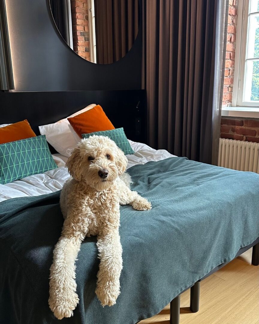 Koira_Helsinki_majoitus_The_Folks_Hotel