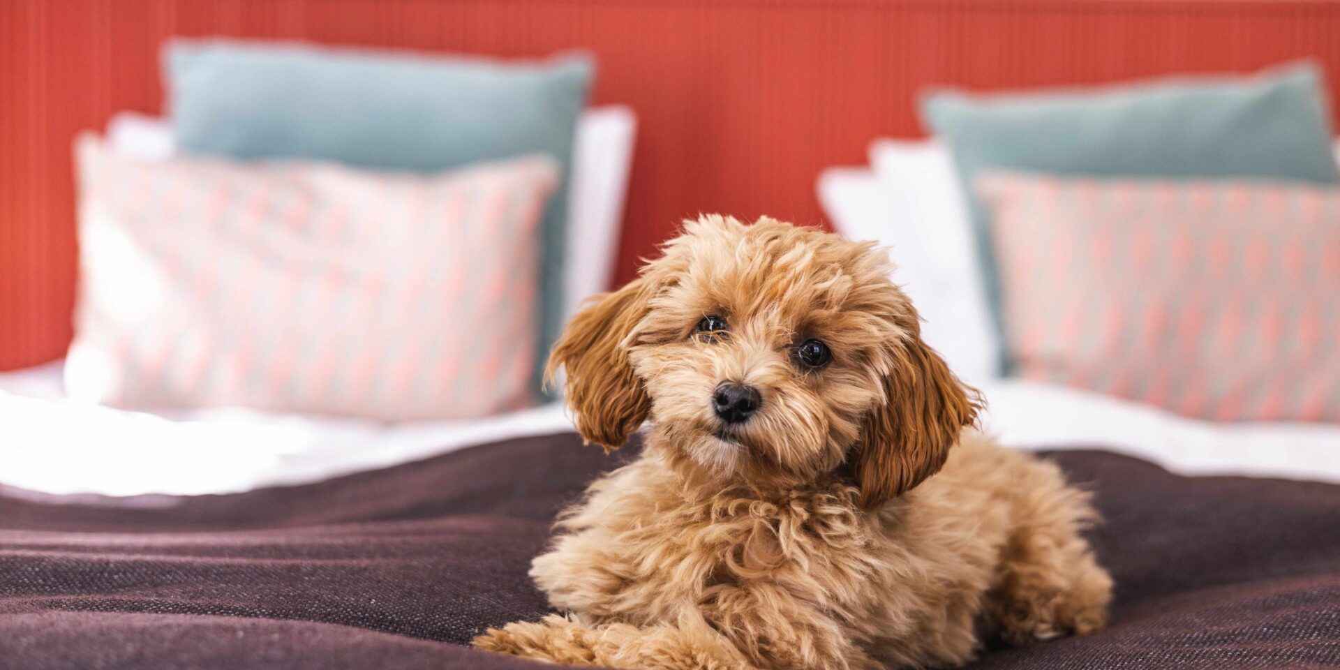 Koirahuone_Helsinki_The_Folks_Hotel_Konepaja