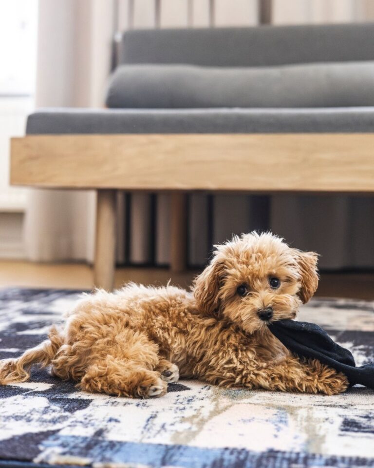 Koiraystävällinen_hotelli_Helsingissä_Konepaja